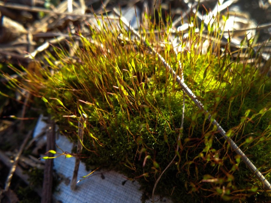 Бриевые мхи листостебельные
