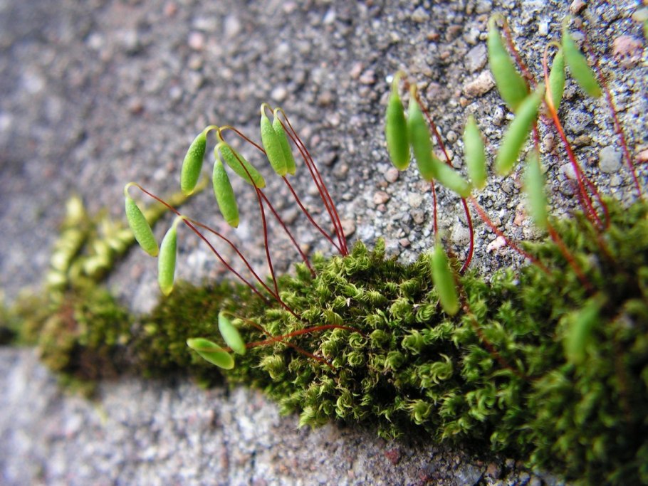 Мох Катаринея