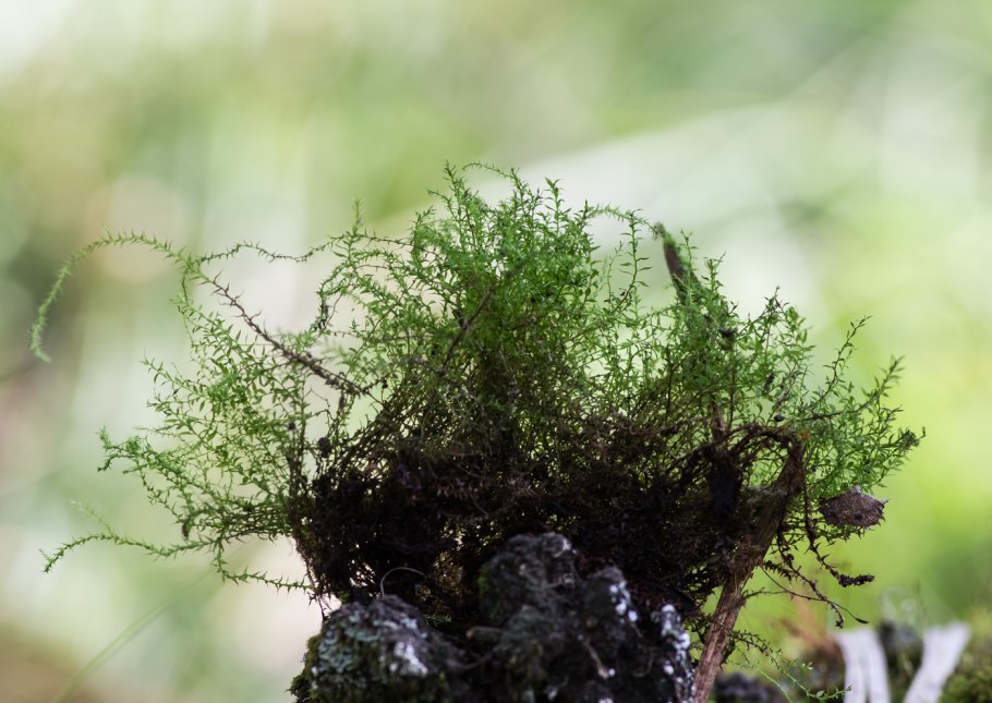 Сфагнум листостебельный