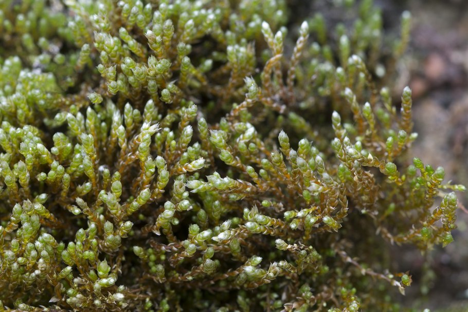 Polytrichum commune (Кукушкин лён обыкновенный)