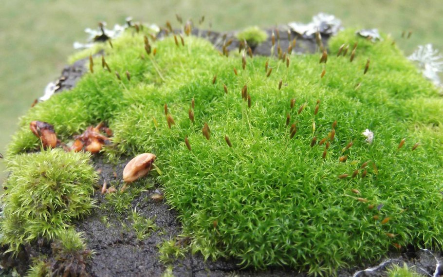 Листостебельный зеленый мох