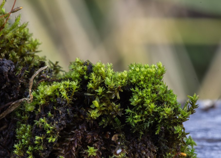 Листостебельные мхи сфагнум