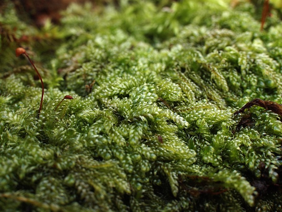 Bryum argenteum