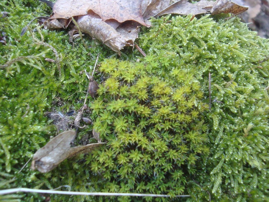 Пелия мох листостебельный