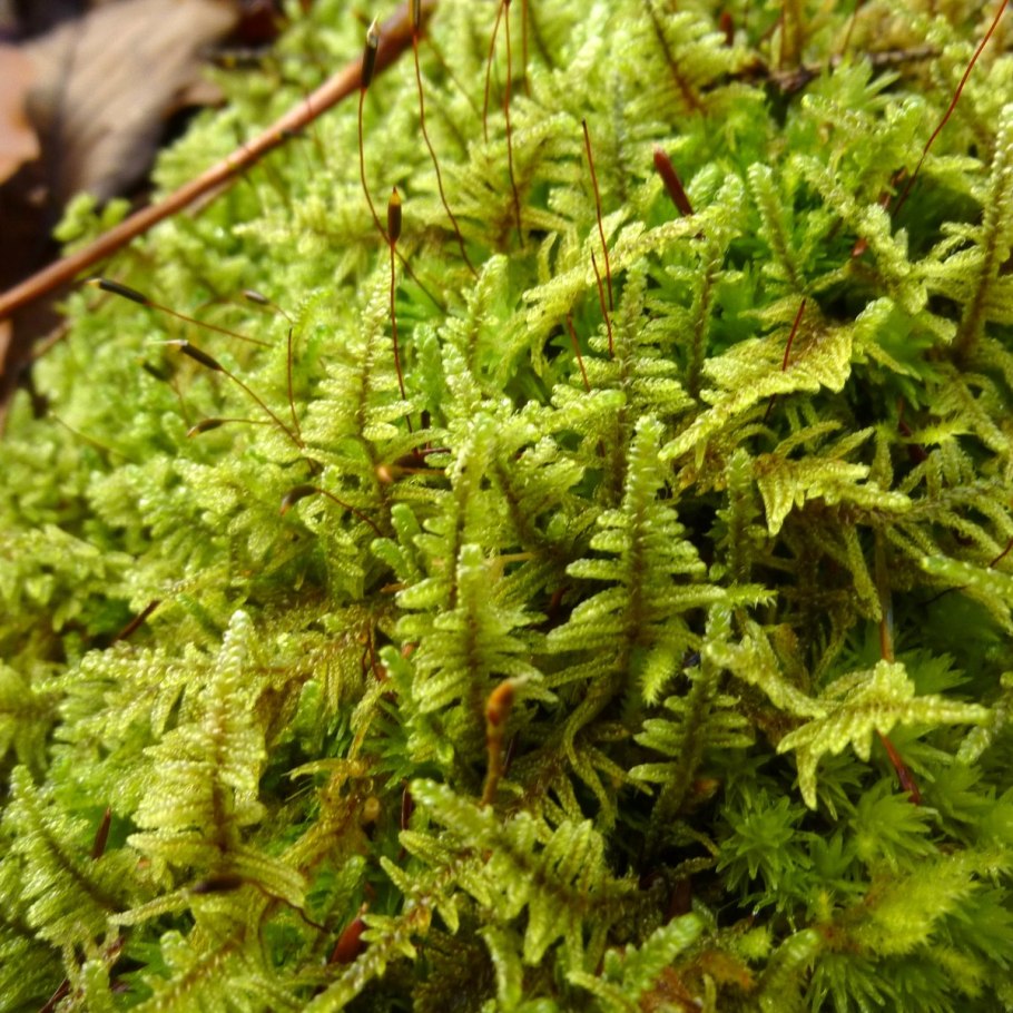 Мох тамарассери