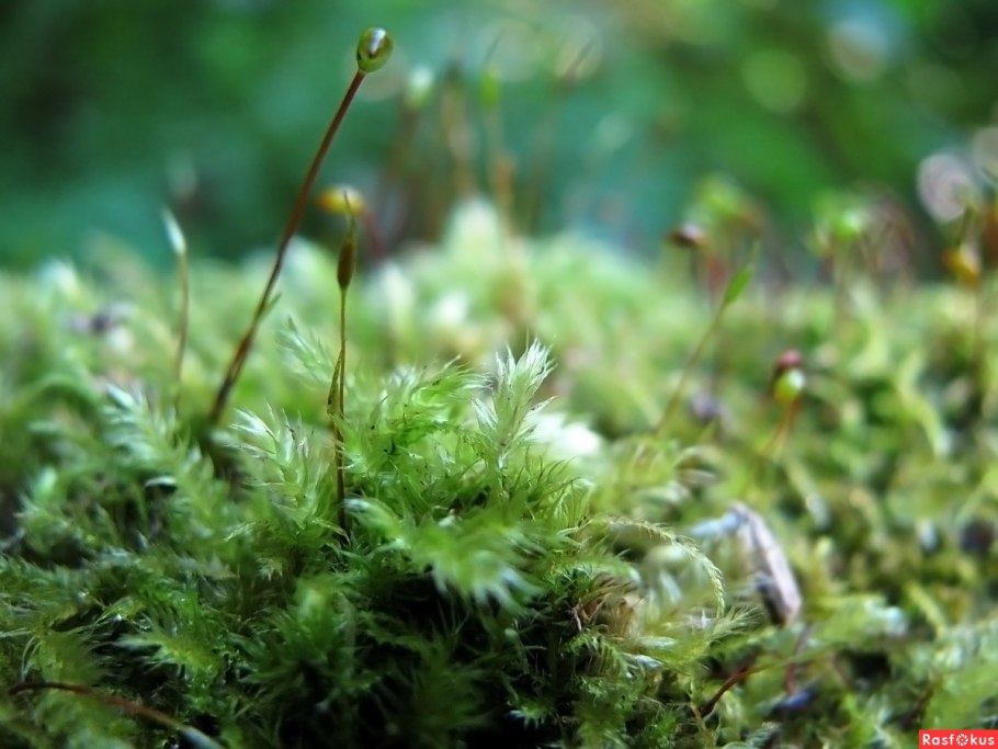 Bryum argenteum