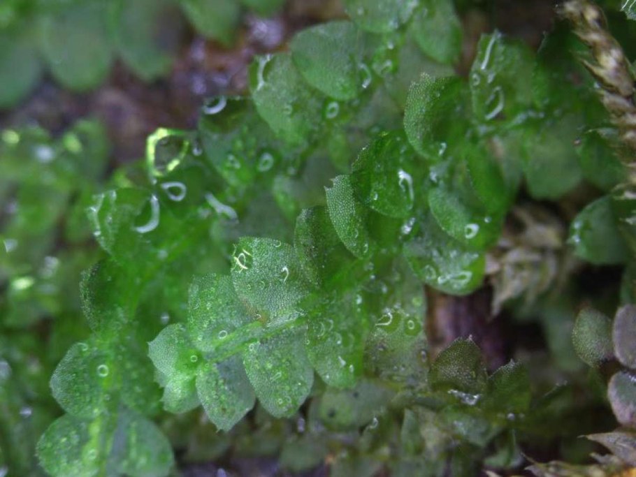 Цикл размножения мха Кукушкин лён