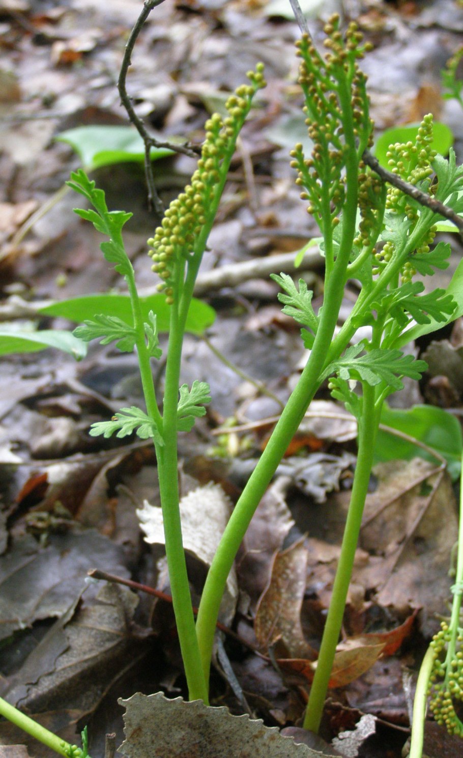 Botrychium Lunaria ботаника
