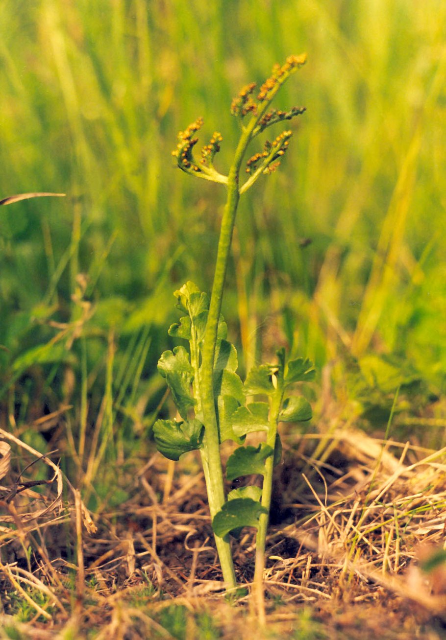 Гроздовник ланцетовидный