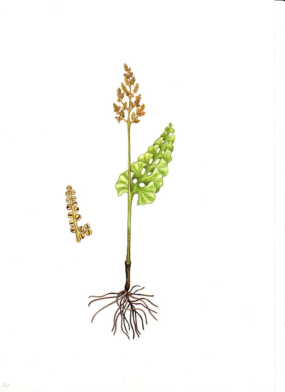 Гроздовник полулунный