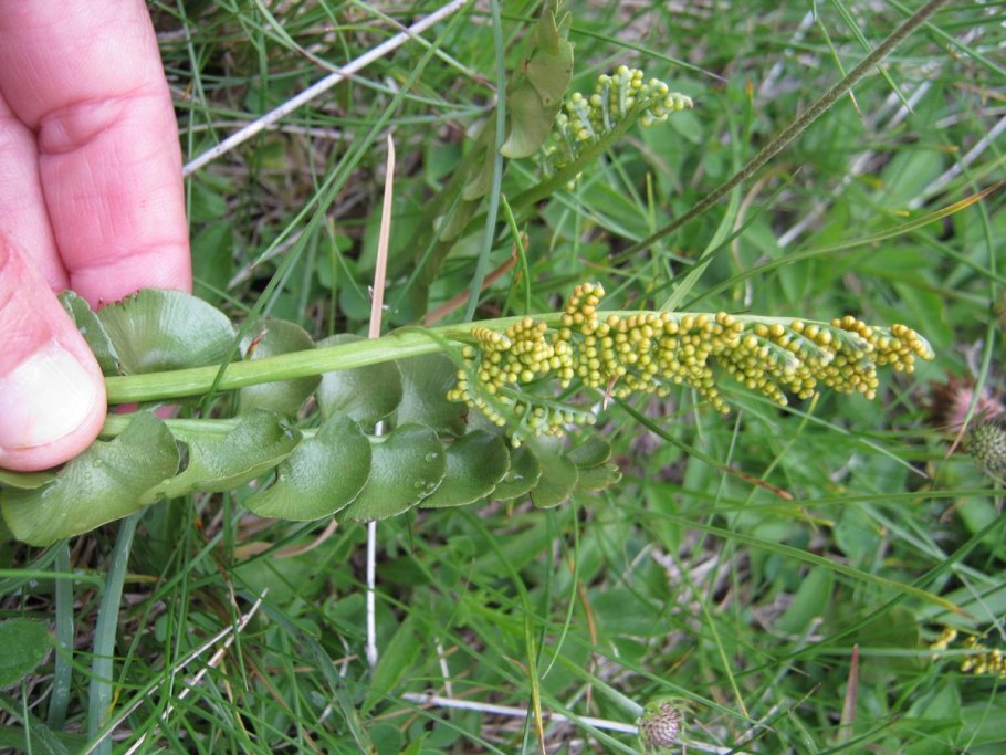 Гроздовник полулунный