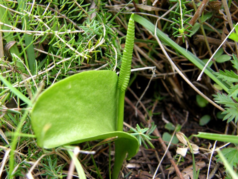 Ботаническая иллюстрация Гроздовник полулунный