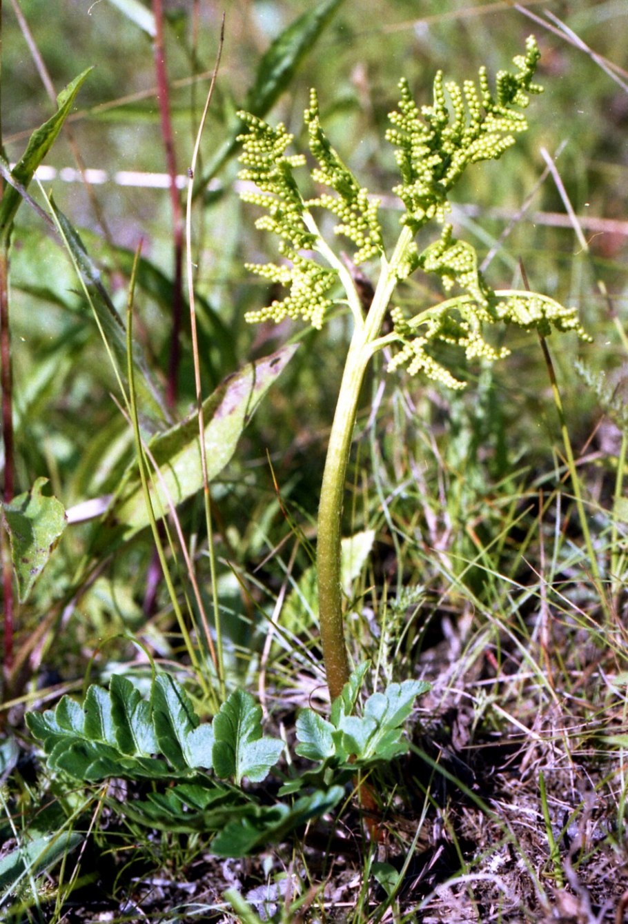 Гроздовник полулунный эуспорангиевый
