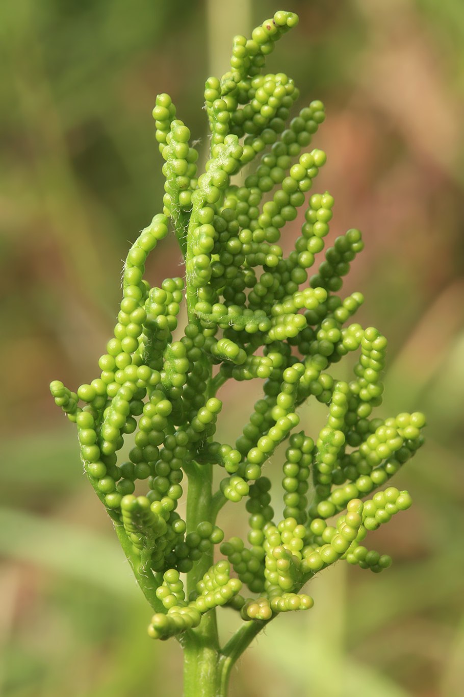 Гроздовник полулунный
