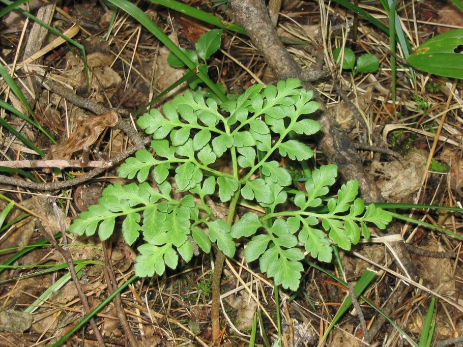 Папоротник Гроздовник виргинский