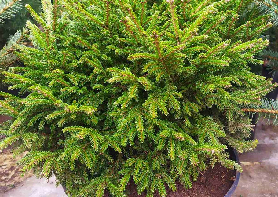 Лжетсуга Мензиса