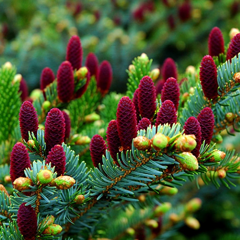 Green Trees ель Восточная 36