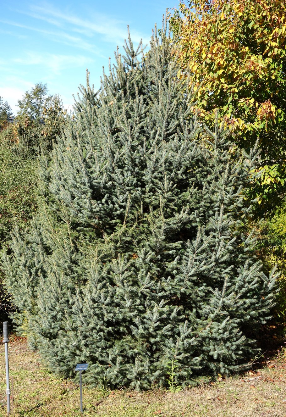 Ель Бревера