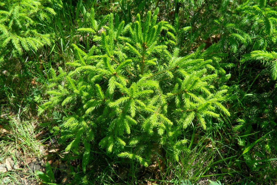 Пихта Abies Koreana