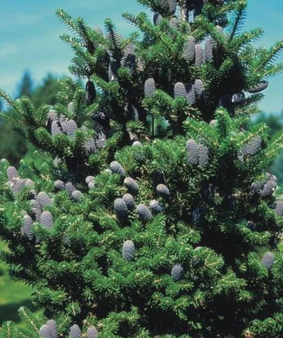 Пихта корейская кореана