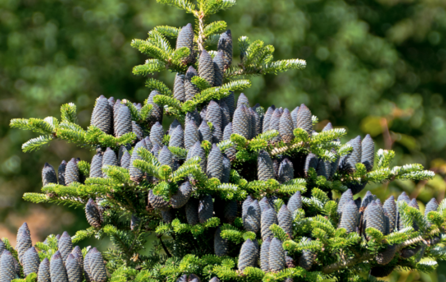 Cunninghamia lanceolata