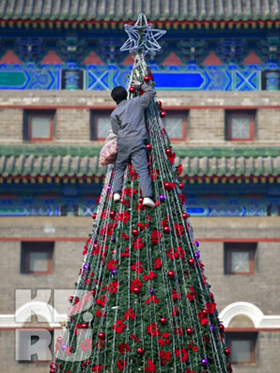 Куннингамия ланцетовидная в полный размер