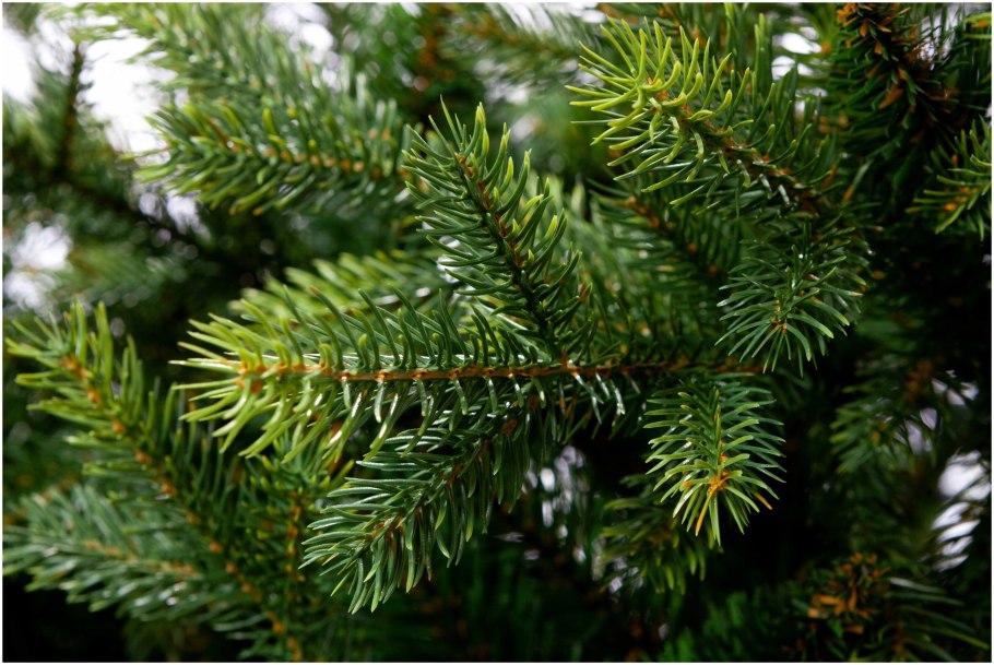 Abies squamata
