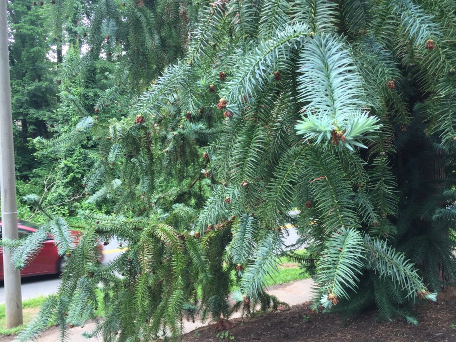 К. Васильев. Ель