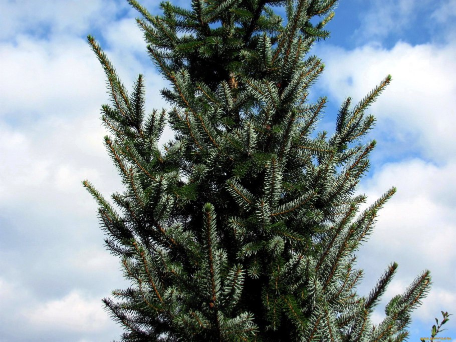 Пихта Кореана Молли