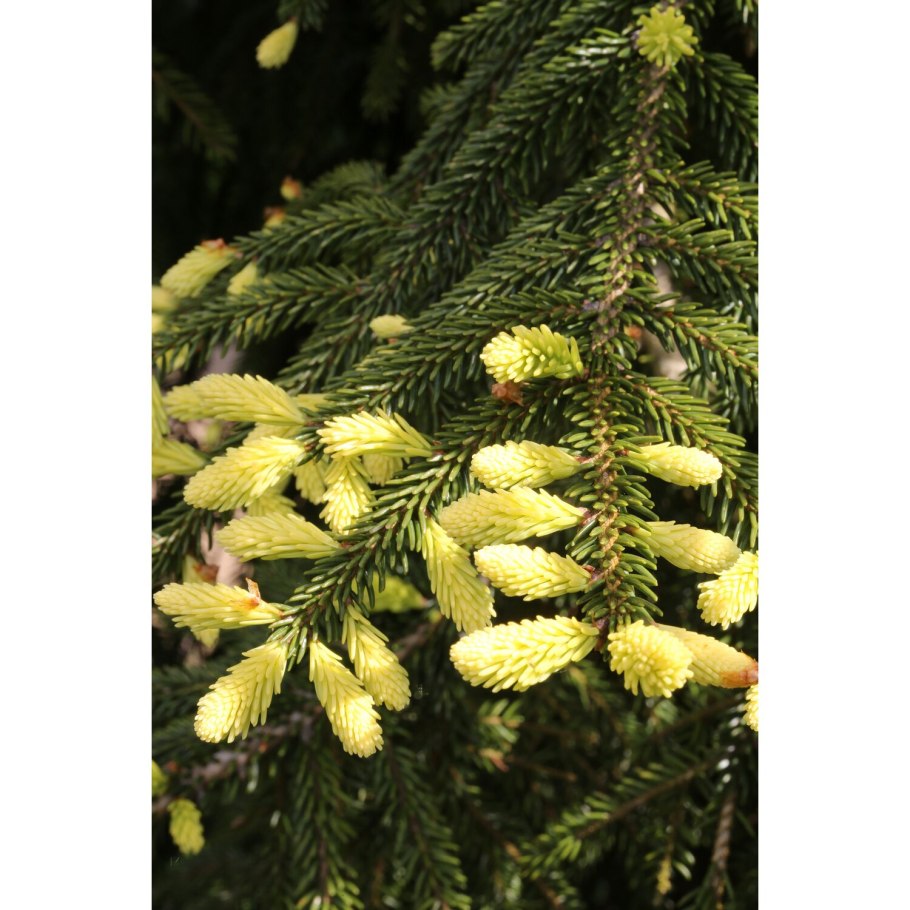 Ель сизая/канадская (Picea glauca Alberta Globe) p9
