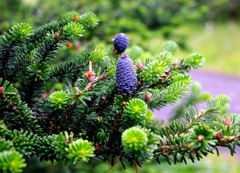 Китайская елка