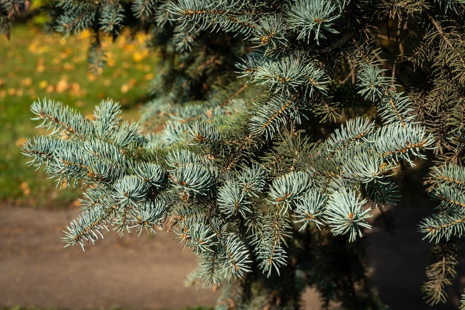 Ель Аянская голубая