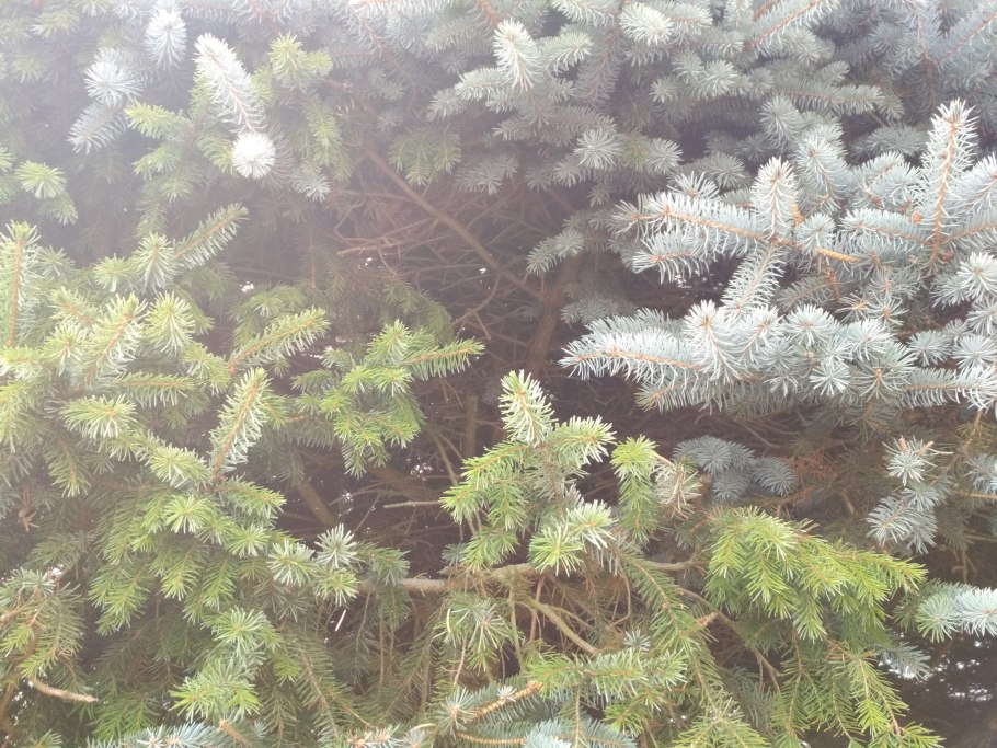 Green Trees ель Алтайская 2.4