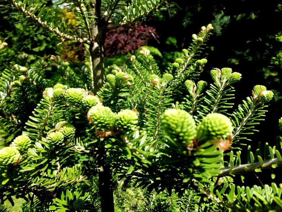 Пихта Abies Koreana