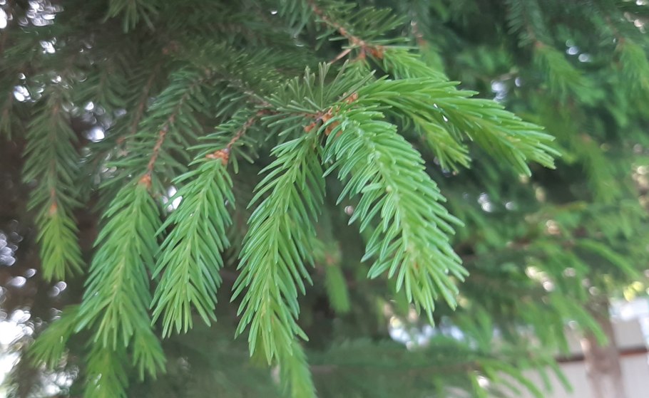 Ель красная Picea Rubens