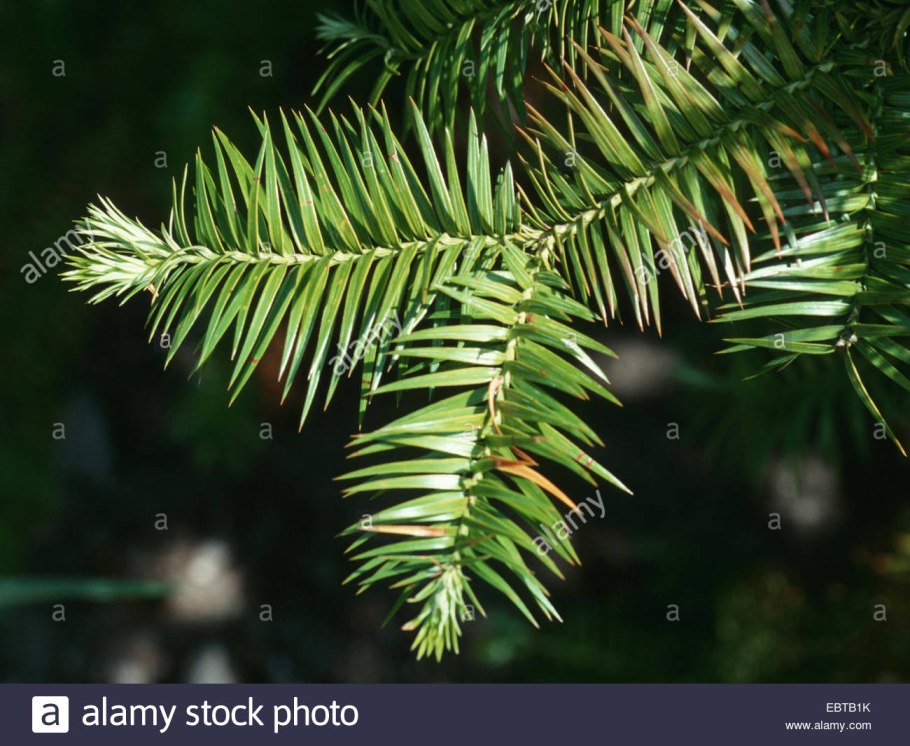 Ель красная Picea Rubens Nova Scotia Canada