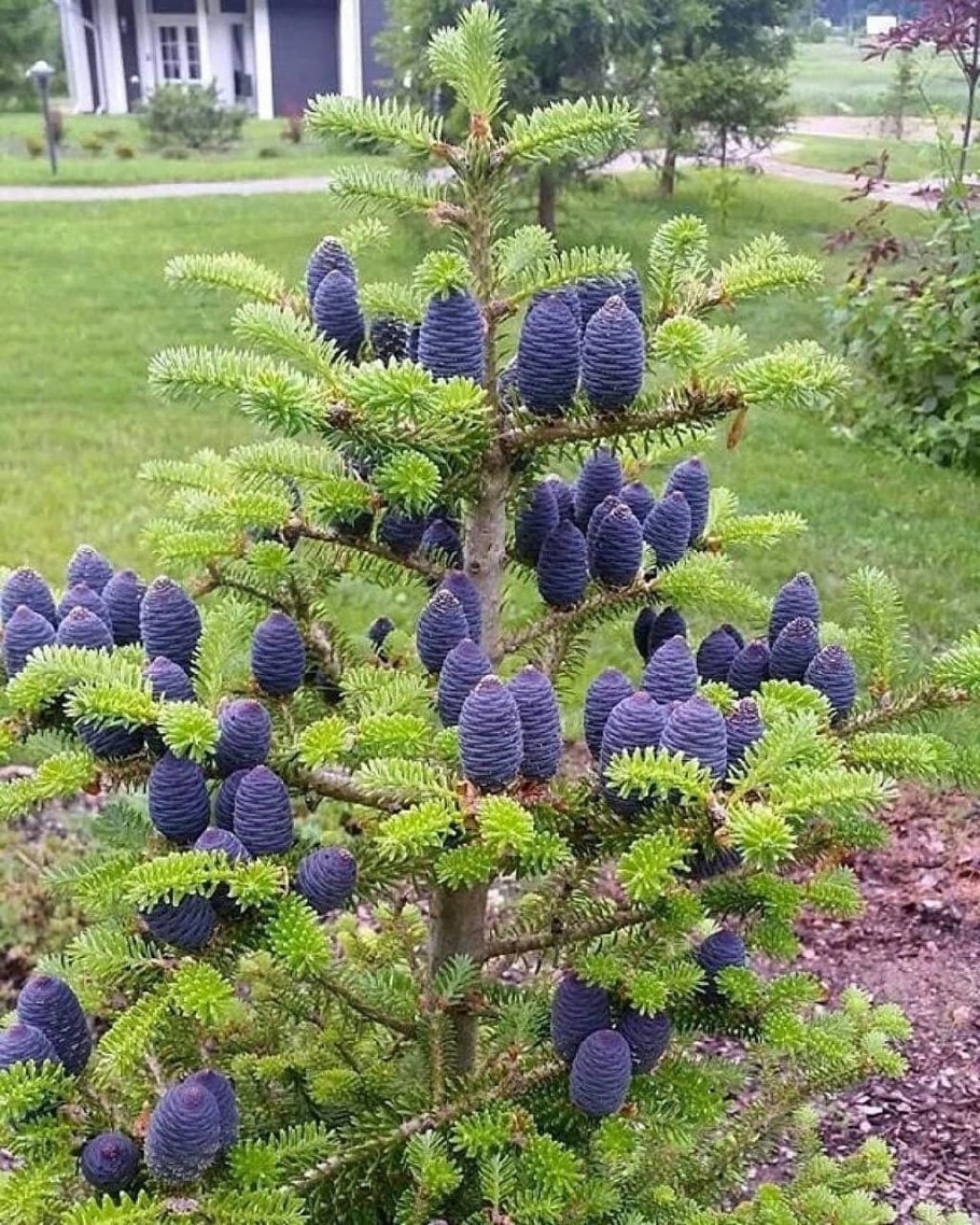 Cunninghamia lanceolata