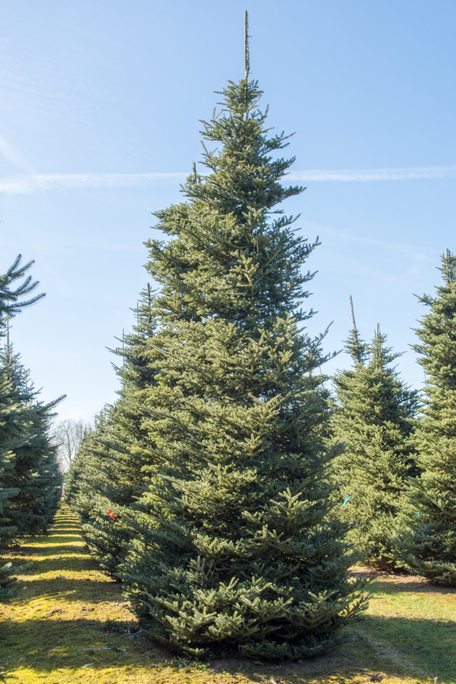 Пихта абиес кореана