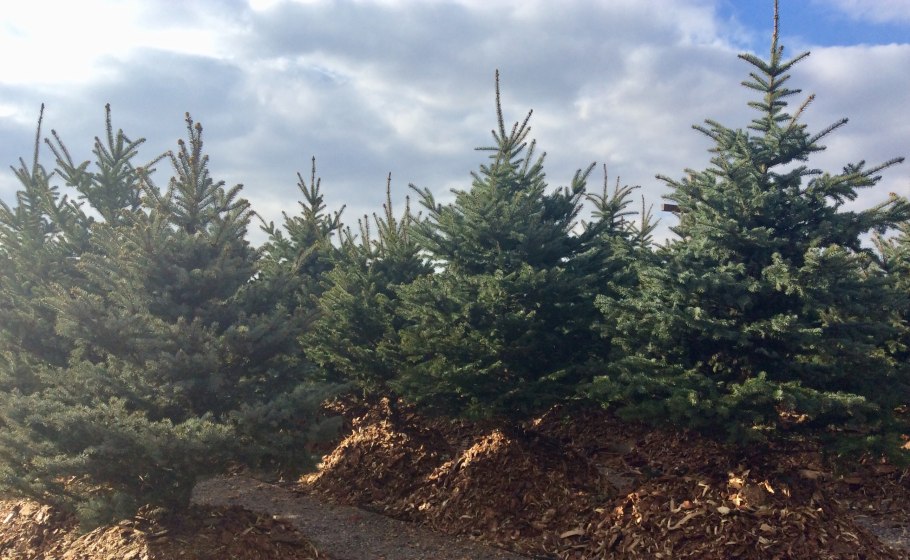 Косматые елки деревья