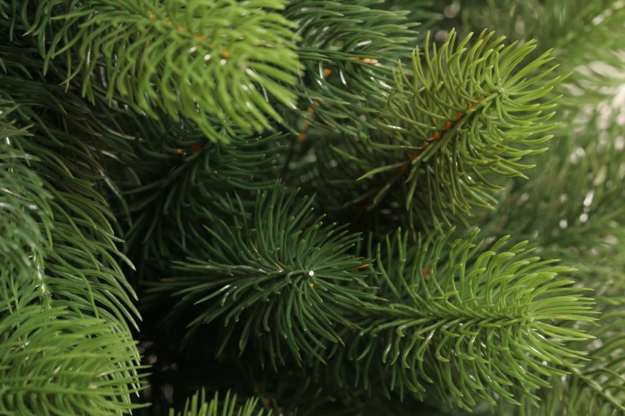 Ель Александра