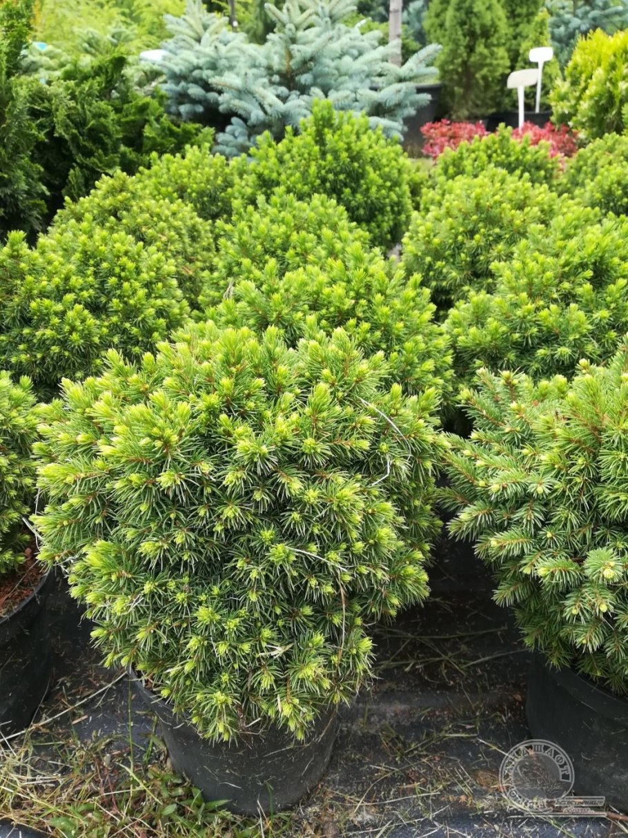Ель Abies Koreana