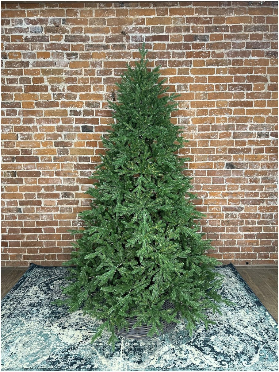 Picea Abies Maxwellii