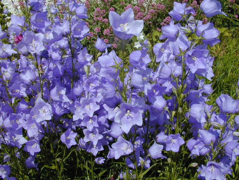 Колокольчик персиколистный Campanula persicifolia