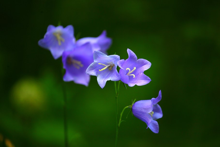 Колокольчик доломитовый Кампанула