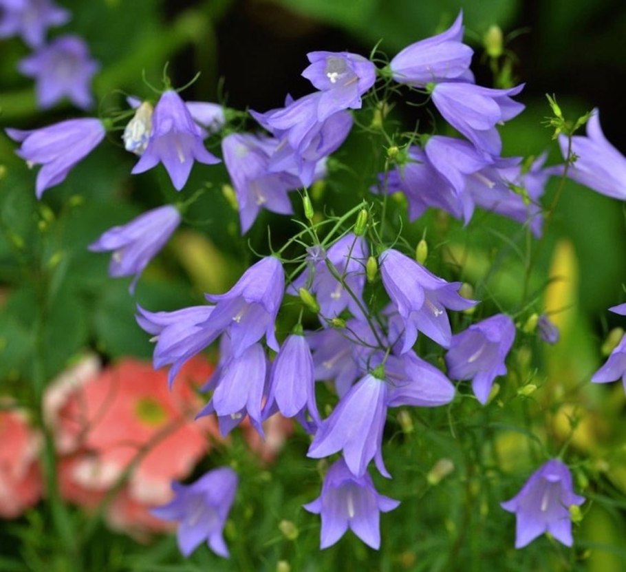 Колокольчик Пржевальского