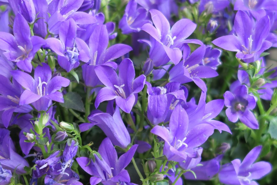 Колокольчик Campanula