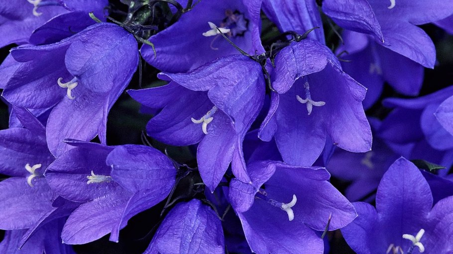 Колокольчик персиколистный "Azure Beauty"