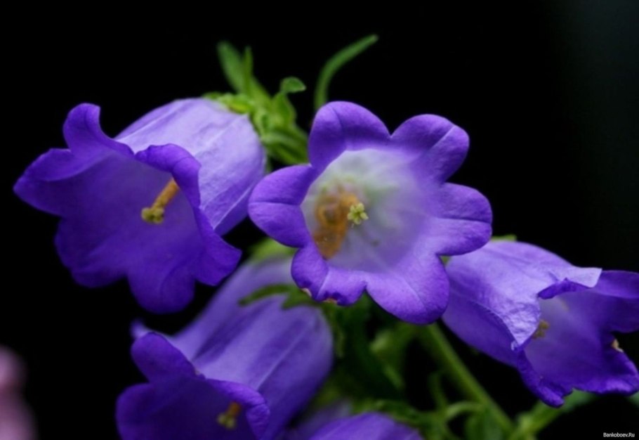 Кампанула синий колокольчик