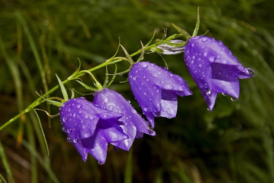 Колокольчик, растения из семейства колокольчиковых