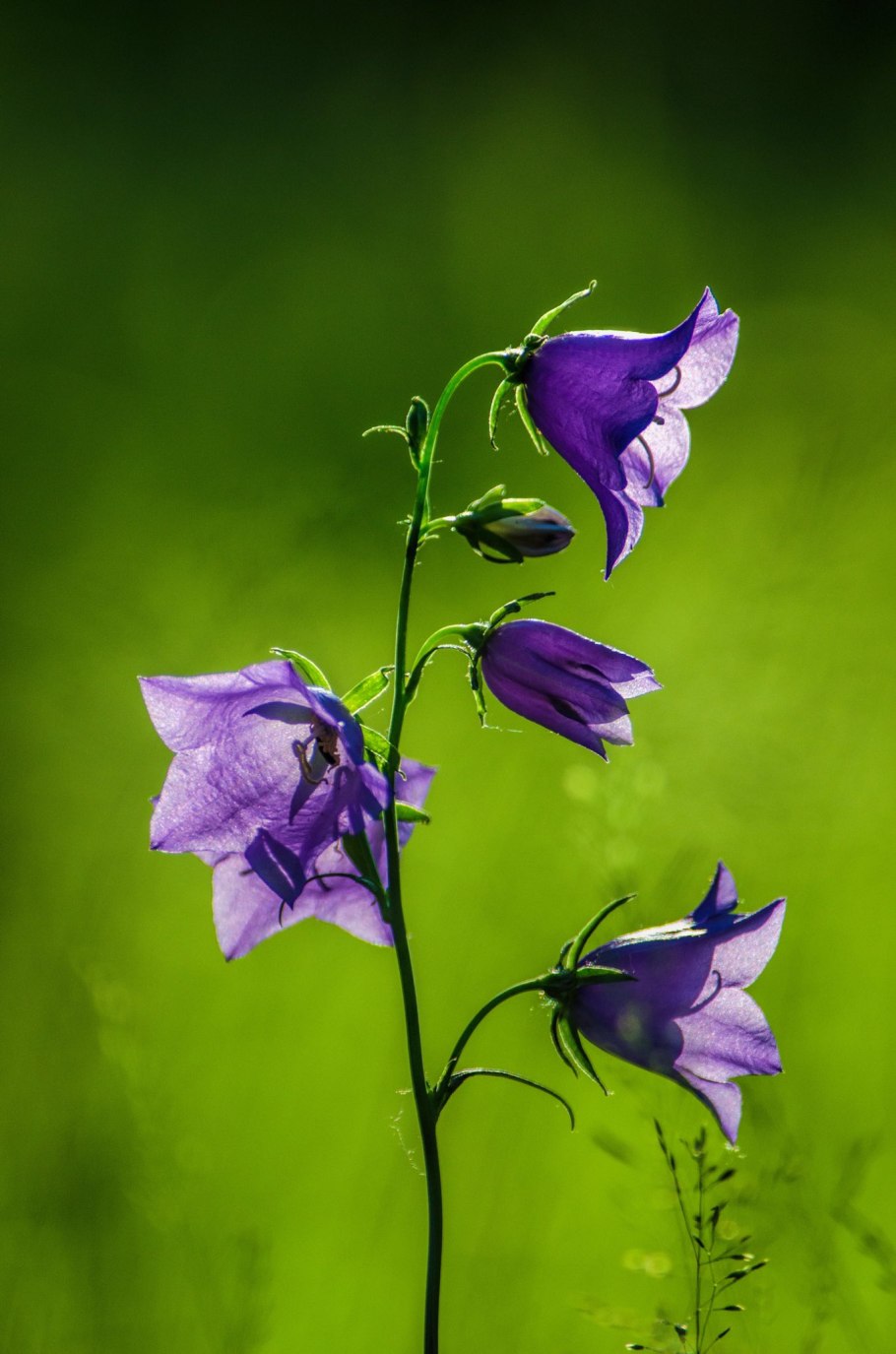 Колокольчик узколистный